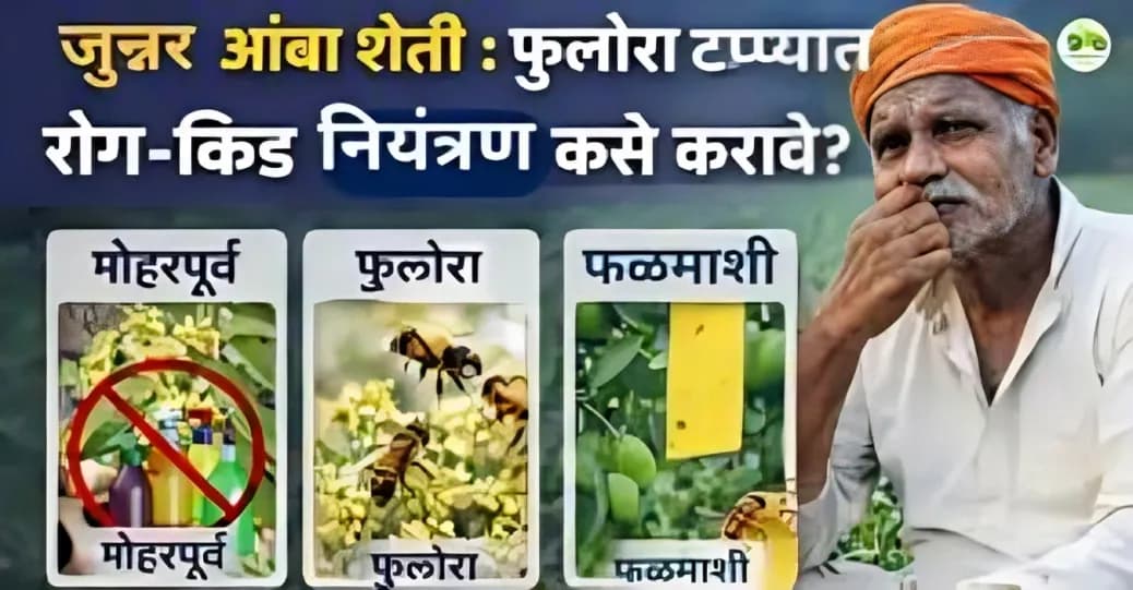 जुन्नर आंबा बागांमध्ये रोग-किड नियंत्रणावर भर | मोहर व फुलोरा काळजी मार्गदर्शन