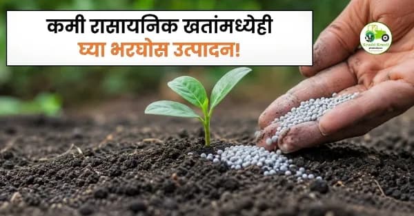 कमी रासायनिक खतांमध्येही घ्या भरघोस उत्पादन! शेतकऱ्यांसाठी वैज्ञानिक शेतीचा प्रभावी मार्ग