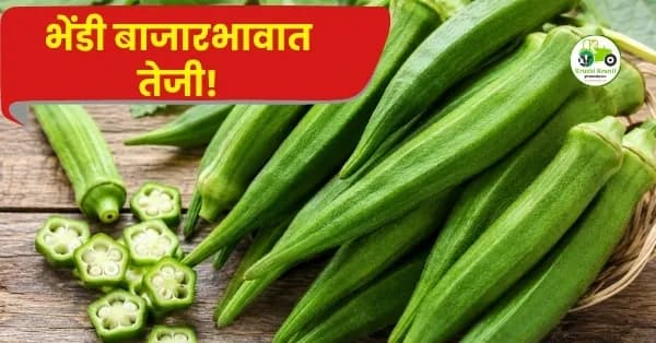 भेंडी बाजारभावात तेजी! मुंबई बाजारात भेंडीस मिळाला ४००० रुपयांपर्यंत दर