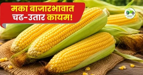 मका बाजारभावात चढ-उतार कायम! मुंबई बाजारात मक्याला मिळाला २९०० रुपयांपर्यंत दर