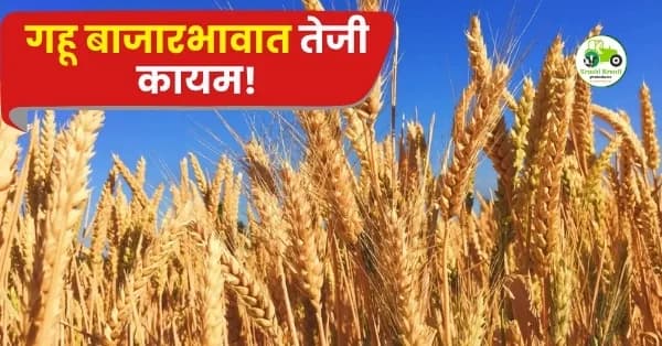 गहू बाजारभावात तेजी कायम! मुंबई बाजारात गव्हाला मिळाला ५००० रुपयांपर्यंत दर