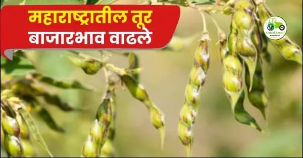 तूर बाजारभावात तेजी कायम! कारंजा बाजारात तुरीला मिळाला ८२०५ रुपये दर