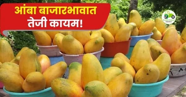 आंबा बाजारभावात तेजी कायम! सांगली बाजारात हापूस आंब्याला ३०,००० रुपये दर
