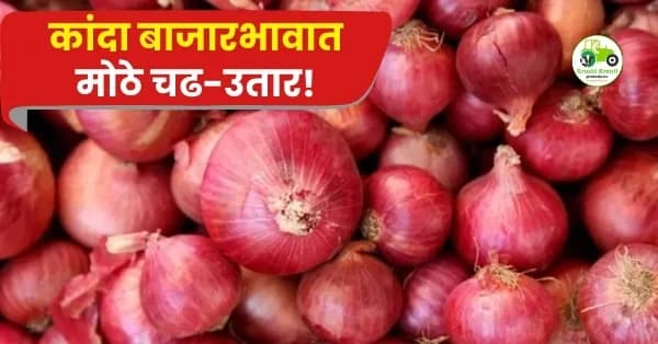 कांदा बाजारभावात मोठे चढ-उतार! दिंडोरी-वणी बाजारात कांद्याला मिळाला २११३ रुपये दर