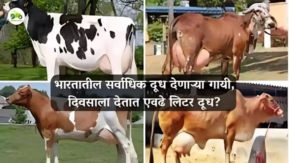 भारतातील सर्वाधिक दूध देणाऱ्या गायी, दिवसाला देतात एवढे लिटर दूध?