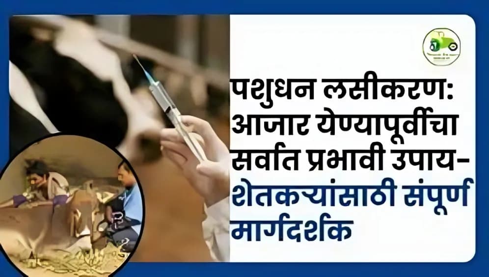 पशुधन लसीकरण: आजार येण्यापूर्वीचा सर्वात प्रभावी उपाय | शेतकऱ्यांसाठी संपूर्ण मार्गदर्शक
