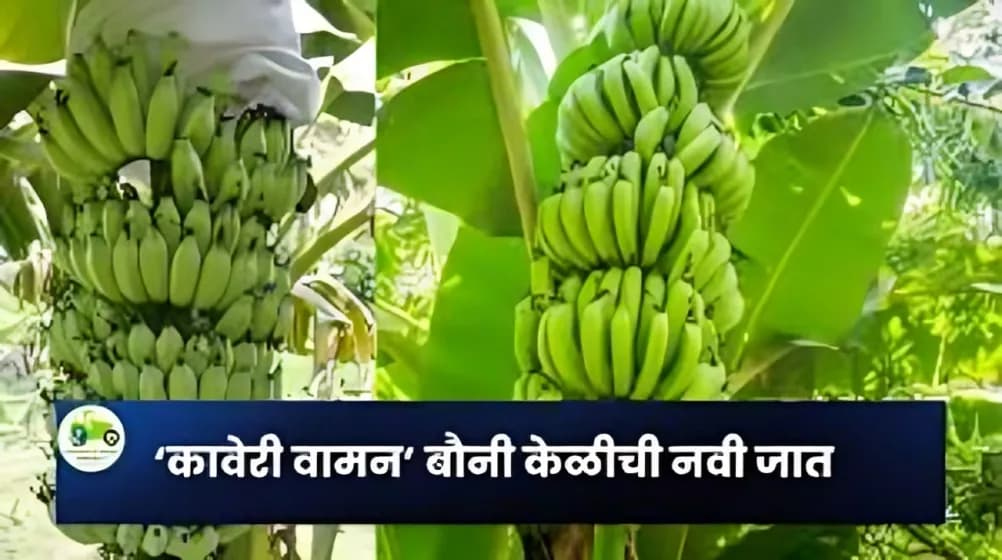BARC ने विकसित केलेली ‘कावेरी वामन’ बौनी केळीची नवी जात; कमी उंची, कमी खर्च आणि जलद उत्पादन