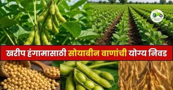 खरीप हंगामासाठी सोयाबीन वाणांची योग्य निवड; अधिक उत्पादनासाठी तज्ज्ञांचा सल्ला