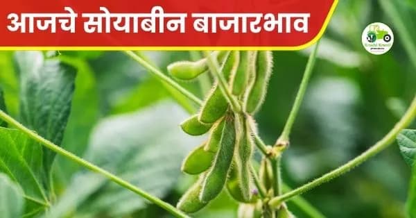 सोयाबीन बाजारभावात तेजी कायम! लातूर बाजारात सोयाबीनला मिळाला ८०५१ रुपये उच्चांकी दर