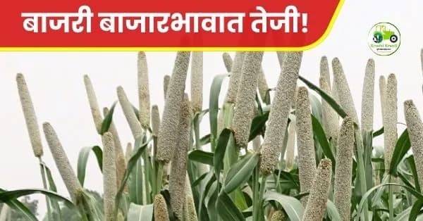 बाजरी बाजारभावात तेजी! मुंबई बाजारात बाजरीला मिळाला ४५०० रुपये दर