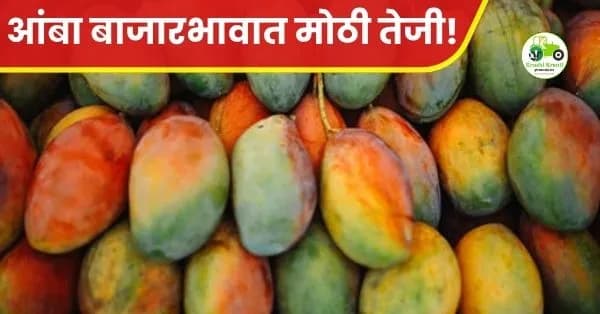 आंबा बाजारभावात मोठी तेजी! सांगली आणि मुंबई बाजारात हापूस आंब्याला ३० हजारांपर्यंत दर