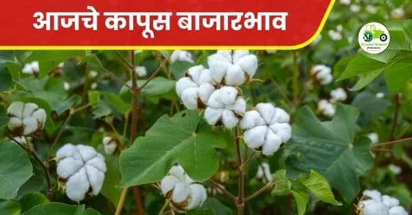 कापूस बाजारभावात तेजी कायम! अमरावती बाजारात कापसाला मिळाला ९६०० रुपये दर