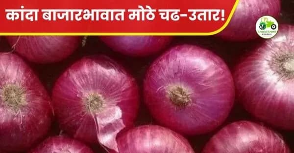 कांदा बाजारभावात मोठे चढ-उतार! पिंपळगाव बसवंत बाजारात कांद्याला मिळाला २०९९ रुपये दर