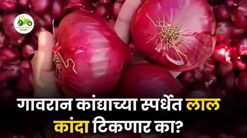 गावरान कांद्याच्या स्पर्धेत लाल कांदा टिकणार का?