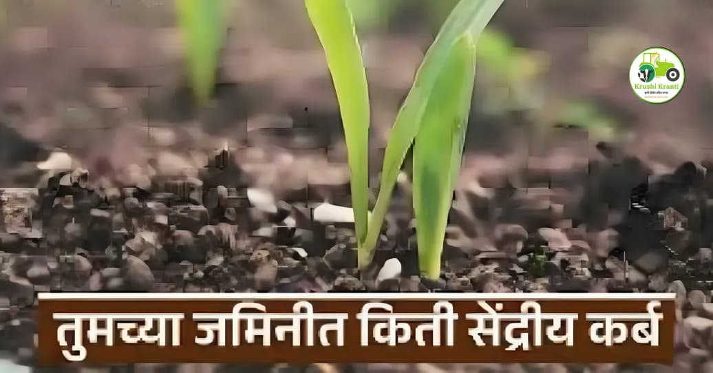 तुमच्या जमिनीत सेंद्रिय कर्ब किती आहे? आदर्श प्रमाण किती आणि ते वाढवायचे कसे?