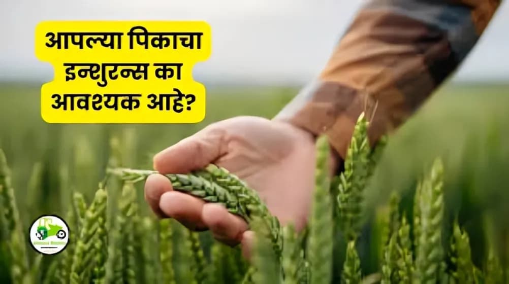 Crop Insurance : आपल्या पिकाचा इन्शुरन्स का आवश्यक आहे?