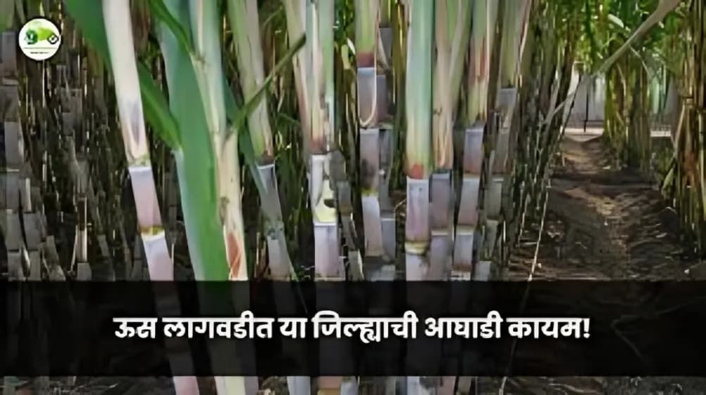 ऊस लागवडीत या जिल्ह्याची आघाडी कायम!