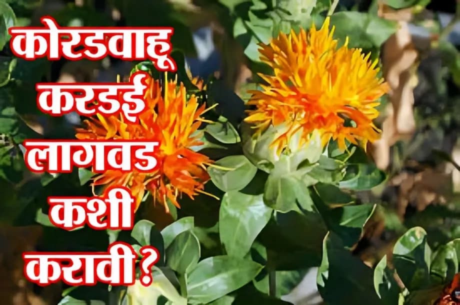 🌾 करडई लागवड मार्गदर्शक – शेतकऱ्यांसाठी संपूर्ण मार्गदर्शन