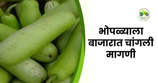 भोपळा बाजारभावात चढ-उतार! नाशिक बाजारात हायब्रीड भोपळ्याला मिळाला १६०० रुपये दर
