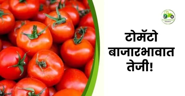 टोमॅटो बाजारभावात तेजी! भुसावळ बाजारात टोमॅटोला मिळाला ५००० रुपयांचा उच्चांक