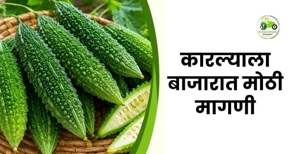 कारली बाजारभावात तेजी! मुंबई आणि रत्नागिरी बाजारात कारल्याला मिळाला ४२०० रुपयांपर्यंत दर
