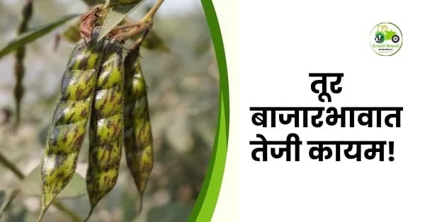 तूर बाजारभावात तेजी कायम! नागपूर बाजारात तुरीला मिळाला ८२९९ रुपयांचा उच्चांक