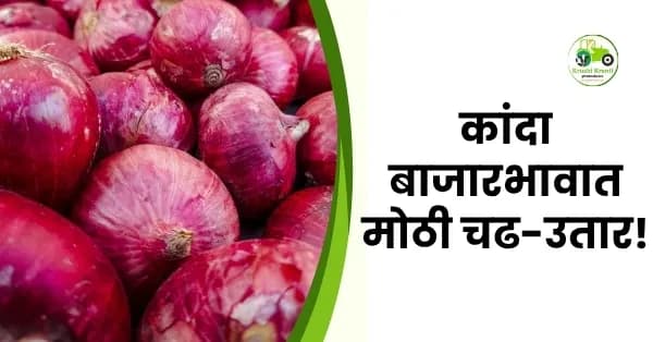 कांदा बाजारभावात मोठी चढ-उतार! पिंपळगाव बसवंत बाजारात कांद्याला मिळाला २२९९ रुपयांचा उच्चांक