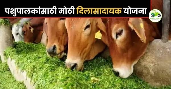 हिरव्या चाऱ्याच्या बियाण्यावर १००% अनुदान! पशुपालकांसाठी मोठी दिलासादायक योजना