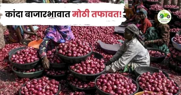 कांदा बाजारभावात मोठी तफावत! काही बाजारांत समाधानकारक दर तर काही ठिकाणी शेतकरी चिंतेत