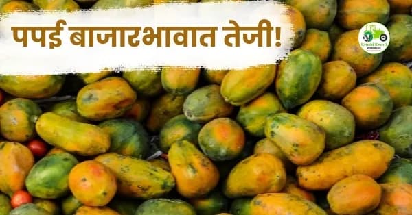 पपई बाजारभावात तेजी! चंद्रपूर बाजारात पपईला मिळाला ३५०० रुपयांपर्यंत दर