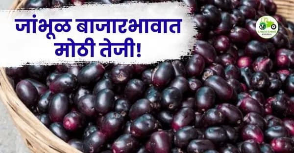 जांभूळ बाजारभावात मोठी तेजी! मुंबई फ्रुट मार्केटमध्ये जांभळाला मिळाला ३२ हजार रुपयांचा उच्चांक