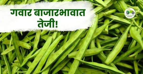 गवार बाजारभावात तेजी! पनवेल आणि पुणे बाजारात मिळाला उच्चांकी दर; जाणून घ्या आजची संपूर्ण स्थिती