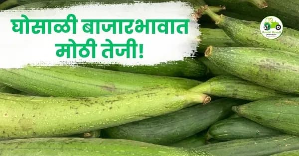 घोसाळी बाजारभावात मोठी तेजी! पनवेल बाजारात घोसाळीला मिळाला ६००० रुपयांचा उच्चांक