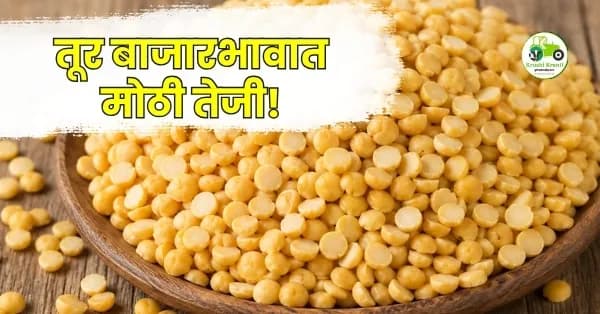 तूर बाजारभावात मोठी तेजी! अमरावती, अकोला आणि लातूर बाजारात मिळाला उच्च दर