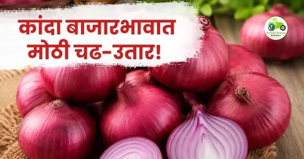 कांदा बाजारभावात मोठी चढ-उतार! पिंपळगाव बसवंत, कामठी आणि लासलगाव बाजारात चांगले दर