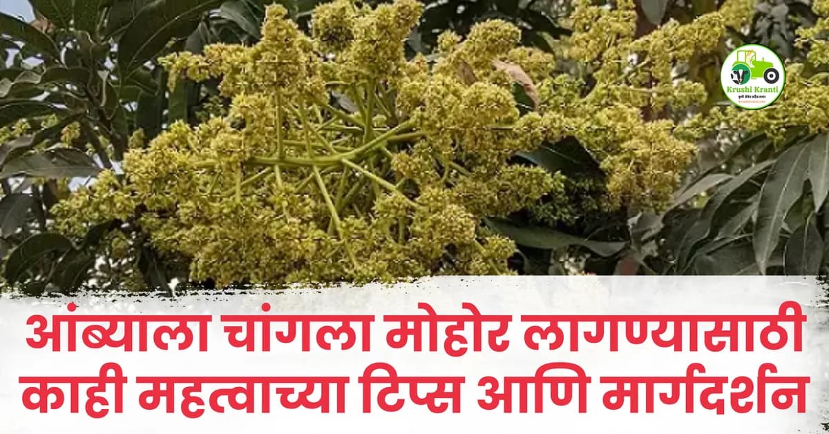 आंब्याला चांगला मोहोर लागण्यासाठी काही महत्वाच्या टिप्स आणि मार्गदर्शन