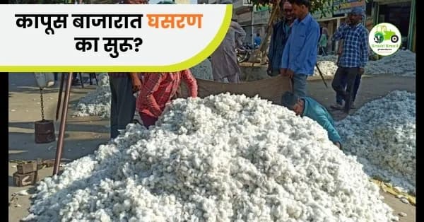 कापूस बाजारात घसरण का सुरू? उत्पादन वाढ, जागतिक बाजार आणि शेतकऱ्यांची वाढती चिंता