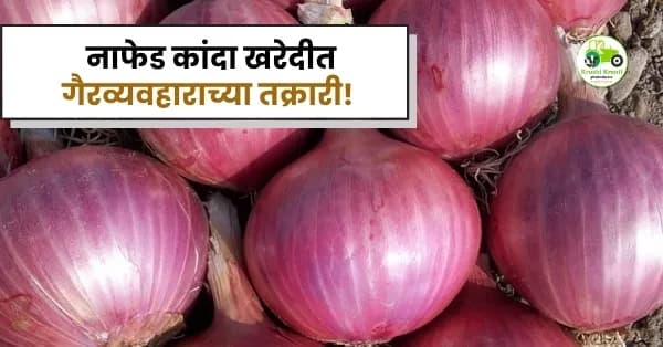 नाफेड कांदा खरेदीत गैरव्यवहाराच्या तक्रारी! नाशिकमधील शेतकरी संतप्त