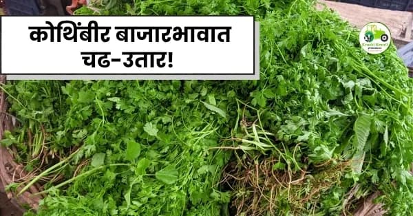 कोथिंबीर बाजारभावात चढ-उतार! भुसावळ बाजारात कोथिंबिरीला मिळाला ७५०० रुपयांचा उच्चांक