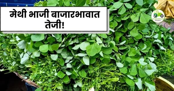 मेथी भाजी बाजारभावात तेजी! भुसावळ बाजारात मेथीला मिळाला ६००० रुपयांचा उच्चांक
