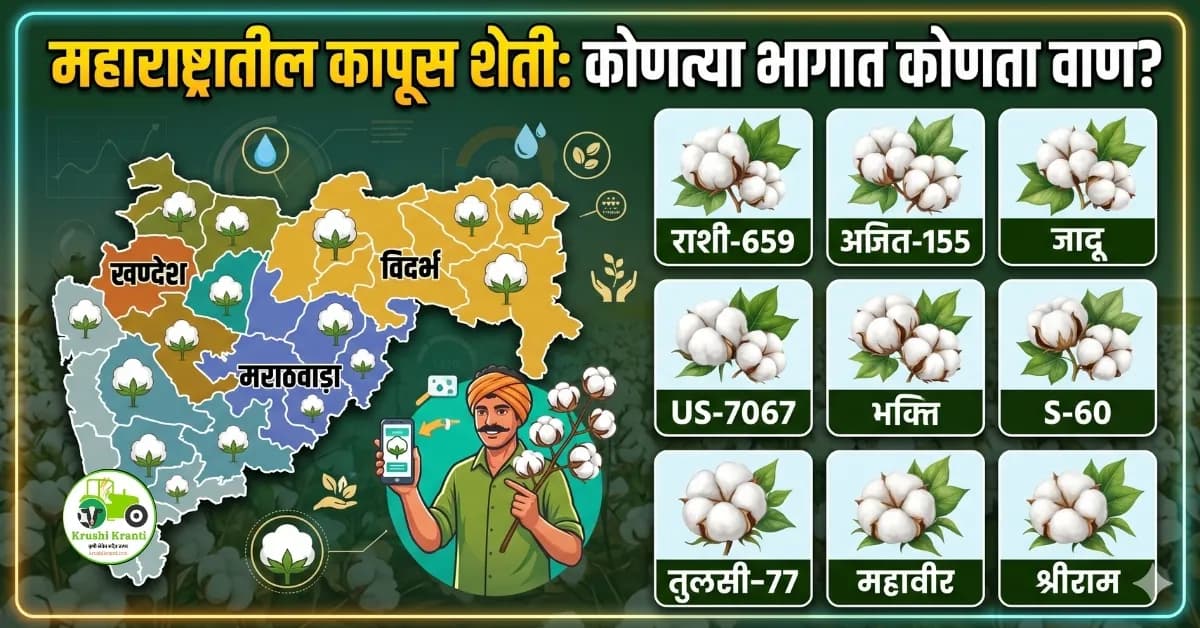 महाराष्ट्रातील कोणत्या भागात कोणता कापसाचा वाण लावला जातो?