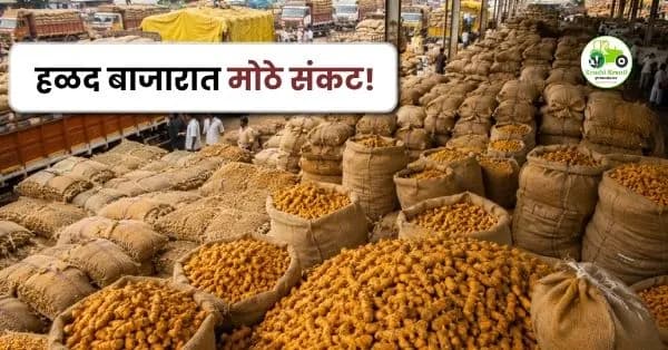 हळद बाजारात मोठे संकट! डिझेलटंचाईमुळे हजारो क्विंटल हळद अडकली