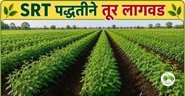 SRT पद्धतीने तूर लागवड — कमी खर्चात जास्त उत्पादन देणारी आधुनिक शेती पद्धत