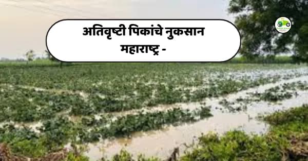 अतिवृष्टीमुळे कोणत्या जिल्ह्यात किती पीक नुकसान झाले? वाचा सविस्तर
