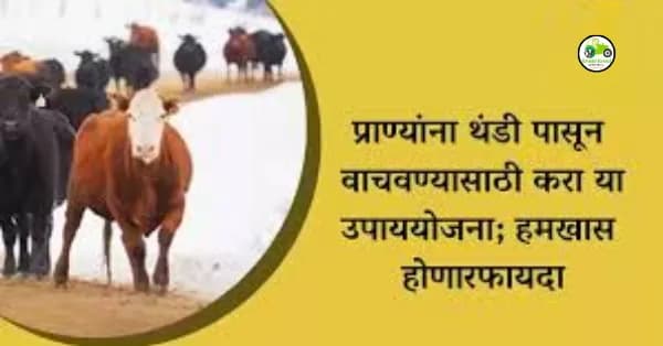प्राण्यांना थंडी पासून वाचवण्यासाठी करा या उपाययोजना; हमखास होणार फायदा