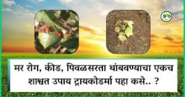 मर रोग, कीड, पिवळसरता थांबवण्याचा एकच शाश्वत उपाय ट्रायकोडर्मा पहा कसे.. ?
