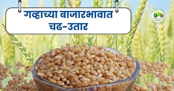 गव्हाच्या बाजारभावात चढ-उतार; पुणे बाजारात शरबती गव्हाला उच्चांकी ६५०० रुपये दर