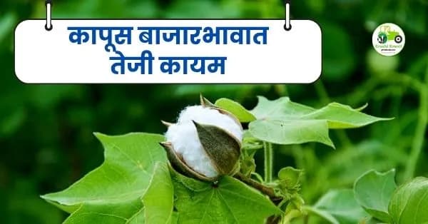 कापूस बाजारभावात तेजी कायम; मनवत, सिंदी आणि अमरावती बाजारात शेतकऱ्यांना चांगला दर