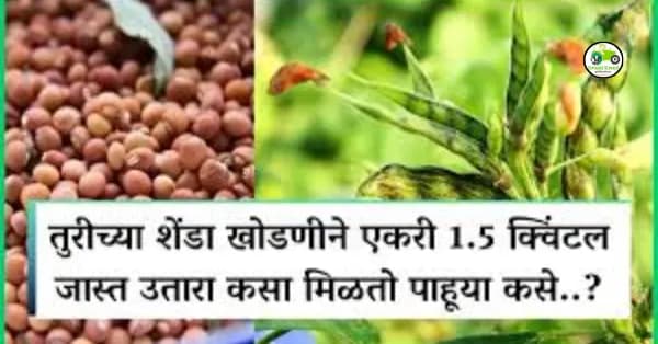 तुरीच्या शेंडा खोडणीने एकरी 1.5 क्विंटल जास्त उतारा कसा मिळतो पाहूया कसे..?