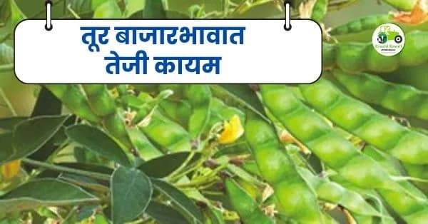 तूर बाजारभावात तेजी कायम; नागपूर आणि लातूर बाजारात शेतकऱ्यांना चांगला दर
